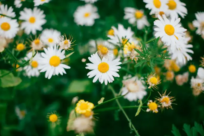 flowers of the chamomile plant used to make natural sleeping aids