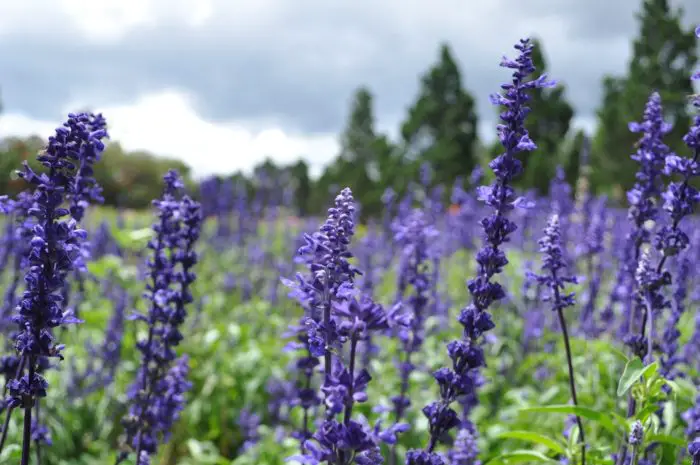 picture showing the flowers of lavender plants used to make natural sleeping aids