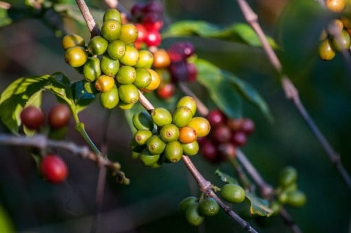 Coffea plant from which coffee beans are harvested