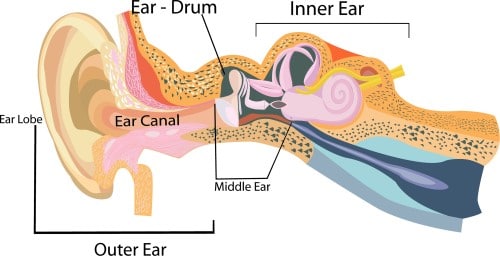 drawing showing the inner which is involved with dizziness and vertigo