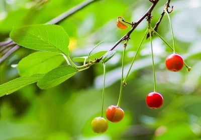 The best cherries for insomnia are tart one such as the Montmorency variety cherries for insomnia growing on tree
