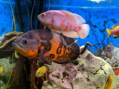 What makes a fish tank fun is the wide variety of interesting aquarium fish photo of big fish swimming in a fish tank