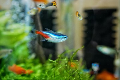 They’re plenty of positives if you’re sleeping with a fish tank in your bedroom photo of small fish in planted fish aquarium