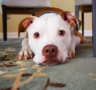 When barking dog wakes up the baby, it’s a symptom of an underlying issues lonely dog laying down which is why a dog may be barking and waking up the baby