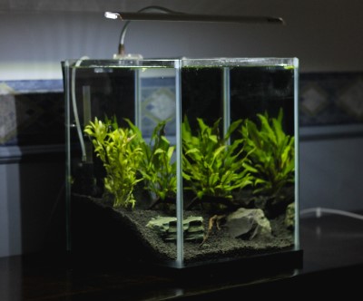 Sleeping with a fish tank in the bedroom may lead to excessive light and bouts of insomnia photo of a planted tank with a bright light in the bedroom