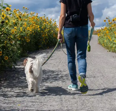 Regular exercise is one of the things you can try if a barking dog wakes up the baby owner taking dog for a walk because their barking dog wakes up the baby