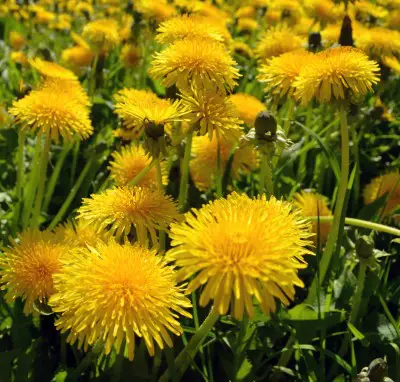 photo of field of dandelions