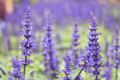 Not all lavender varieties are suitable for indoor use photo of lavender plants growing outside