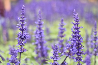 photo of lavender plants growing outside