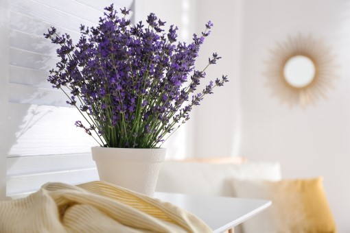 Keeping a lavender plant in bedroom for a sleep aid can create a more pleasant space photo of lavender plant in bedroom for use as a sleep aid