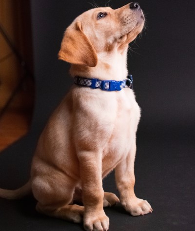 It’s hard to feel too lonely to sleep with an affectionate dog on your lap photo of a puppy which can be a remedy for people if too lonely to sleep