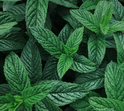 photo of peppermint leaves