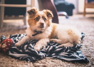 photo of dog having to stay on carpet because of jealousy