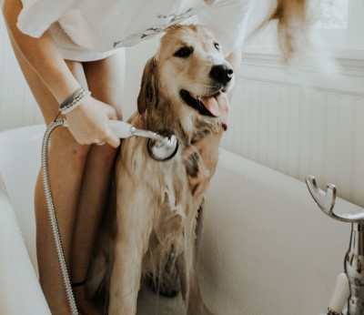 photo of lady washing dog because she’s sleeping with a dog with allergies