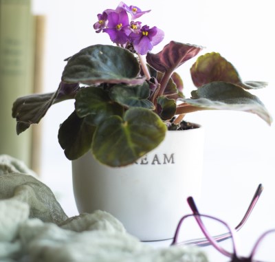 photo of African violet plant which has fuzzy leaves that make it bad for allergies in the bedroom