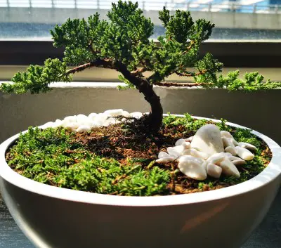 photo of bonsai plant in bedroom which may irritate people with tree allergies