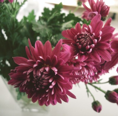 photo of Chrysanthemum house plant