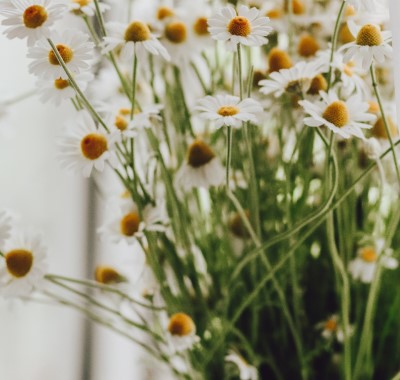 photo of daisies which is another plant which may be bad for allergies in the bedroom