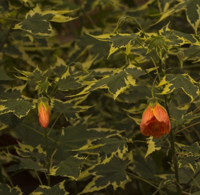 photo of flowering maple house plant