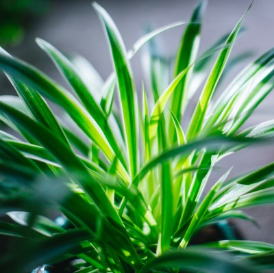 photo of spider plant