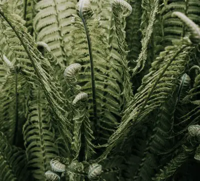 photo of fern plant which may be bad for allergies when in the bedroom