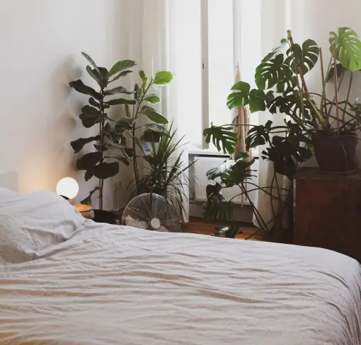 photo of plants in a bedroom which may cause allergies