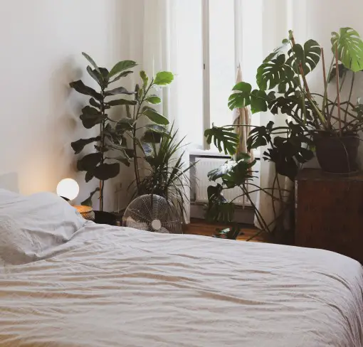 It’s no surprise you’re curious about plants in the bedroom and allergies photo of plants in a bedroom which may cause allergies