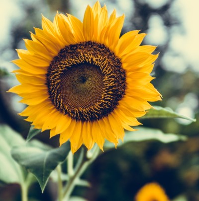 photo of sunflower