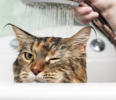 photo of lady giving a cat a bath to help her allergies and sleep