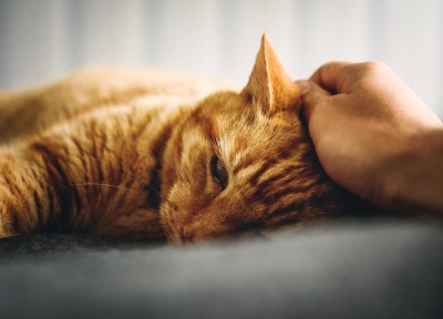 Quiet time in the evening with a cat can be relaxing photo of person rubbing a cat laying on a bed