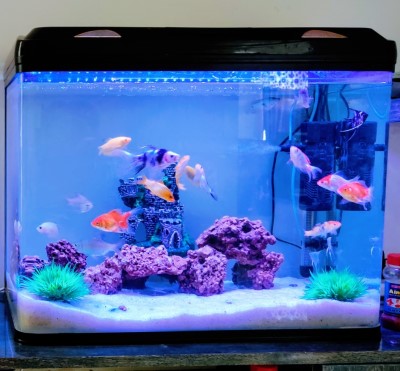 Photo of fish tank