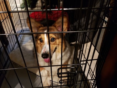 photo of dog crate training until ready to sleep with owner