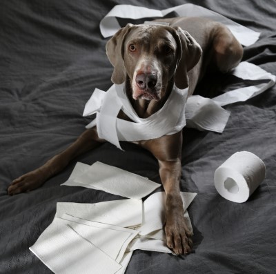 A bored dog may get up to explore photo of dog in trouble playing with roll of toilet paper