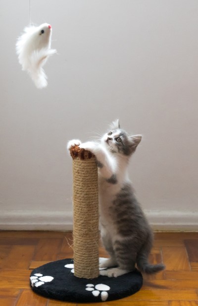 photo of cat who won’t let owner sleep having fun in play area