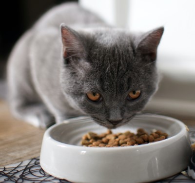 Try feeding them in the evening photo of cat eating