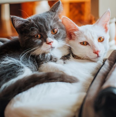 photo of two cats laying together