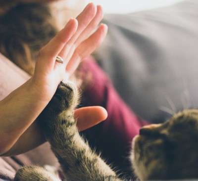Make sure there’s plenty of playtime during the day if a cat won’t let you sleep photo of someone playing with cat who won’t let them sleep