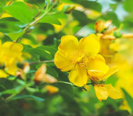 St. John’s Wort plant 510px flowers of the chamomile plant used to make natural sleeping aids