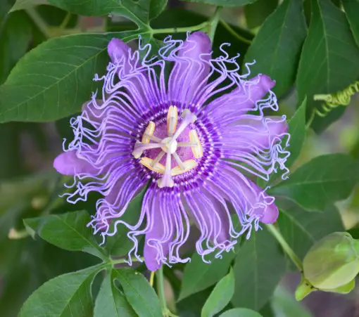 passion flower natural herb 510px flowers of the chamomile plant used to make natural sleeping aids